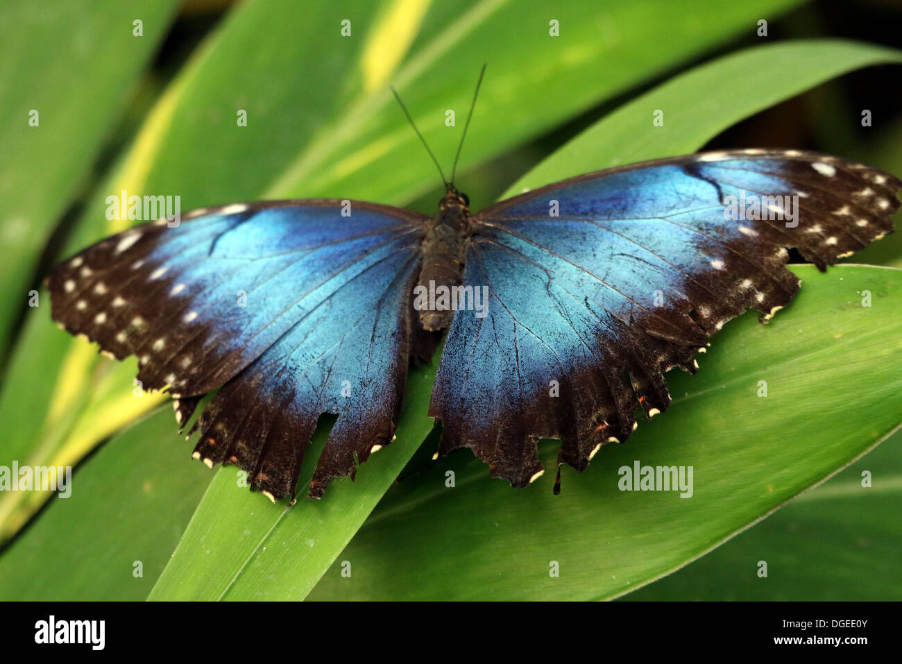 Blue Morpho (Morpho Peleides) auch bekannt als Kaiser Schmetterling zeigt blaue Innenflügel Stockfoto