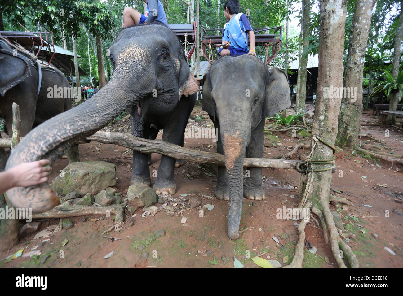 Koh Chang Elephant Sanctuary, Thailand Stockfoto
