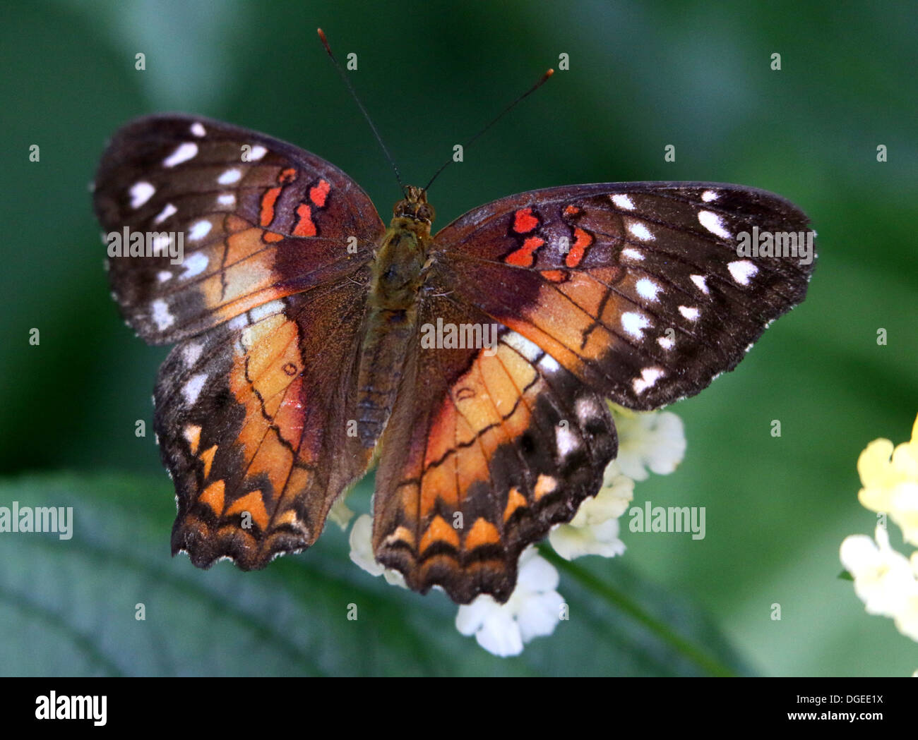 Brown Peacock aka Scarlet Pfau (Anartia Amathea) auf Nahrungssuche auf einer tropischen Blume Stockfoto
