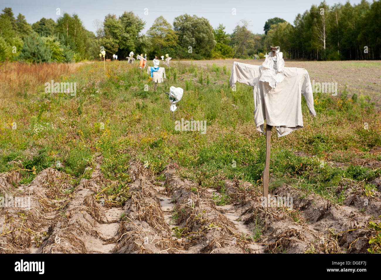 Vogelscheuchen im Boden auf Feld in Polen Stockfoto