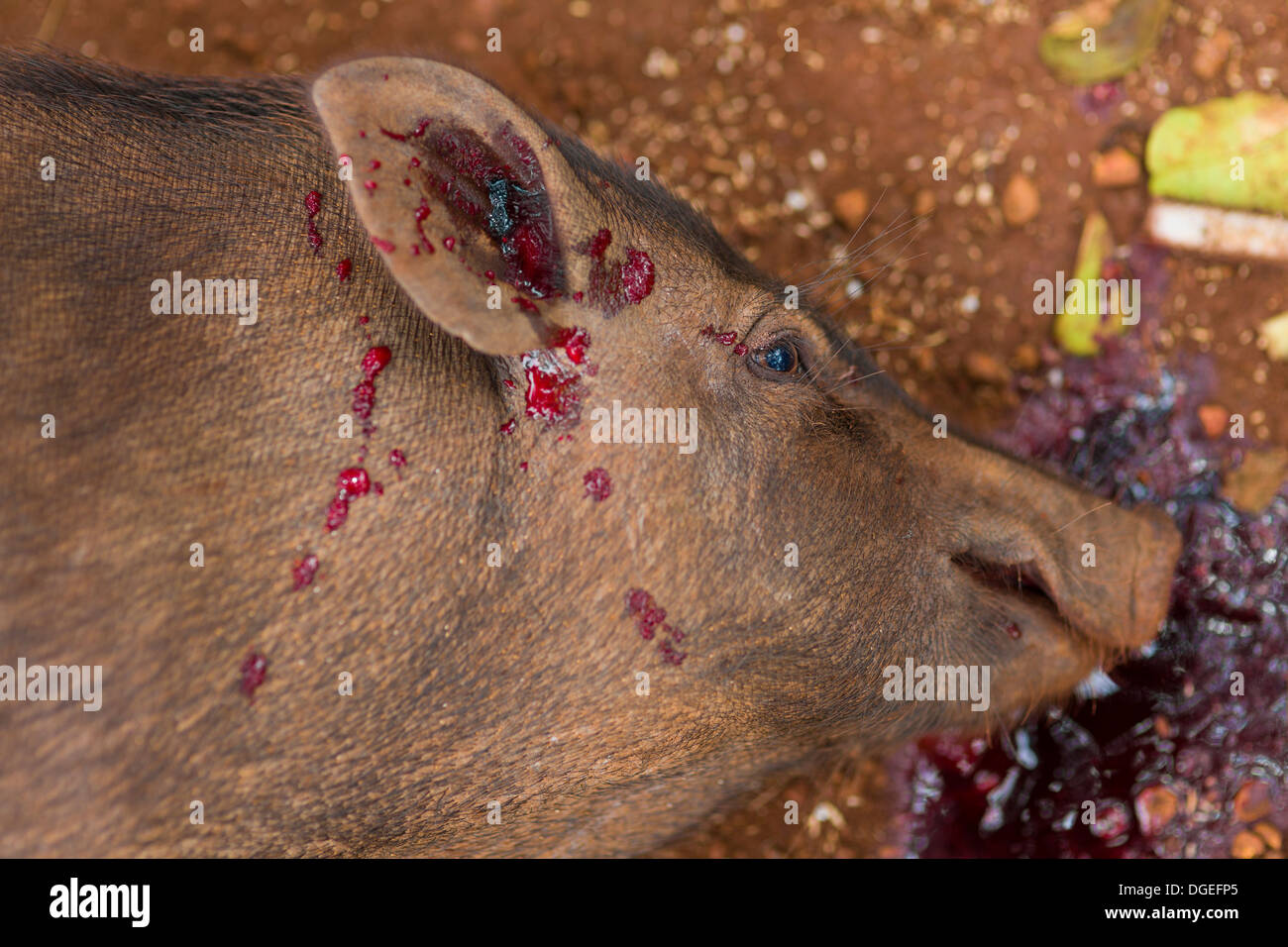 Kreung Minderheit, die Schweine zu Opfern - Provinz Ratanakiri, Kambodscha Stockfoto