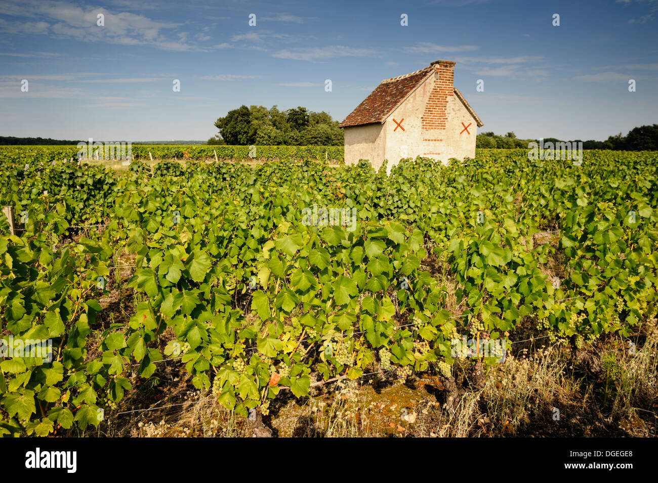 Sauvignon Blanc Trauben, Loir et Cher, Centre, Frankreich Stockfoto