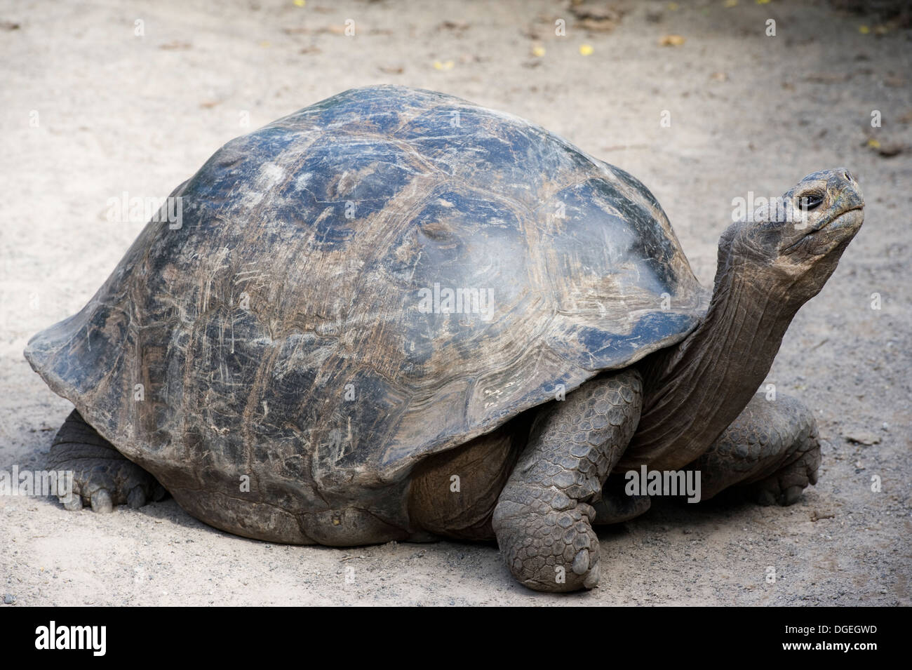 Riesenschildkröte Galapagosinseln Isabela Stockfoto