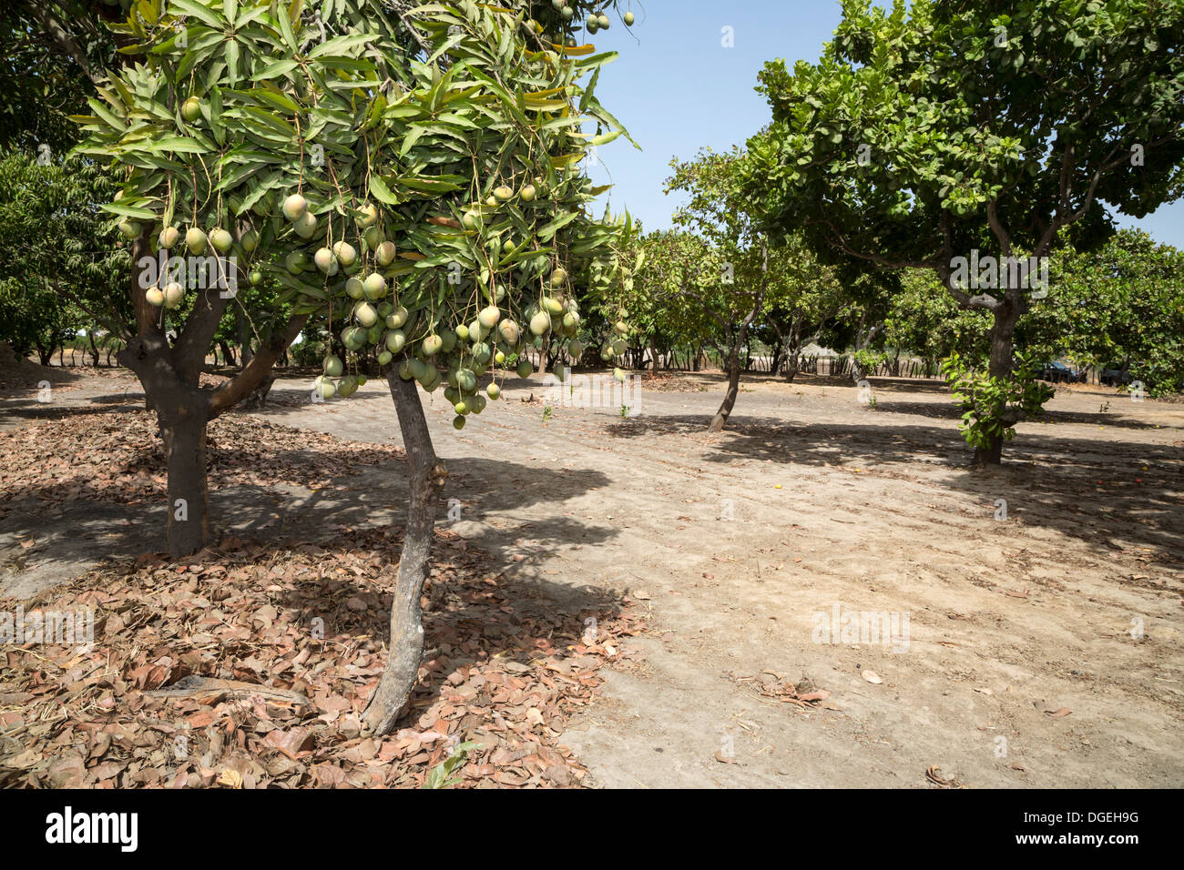 Mangos wachsen auf Bäumen eingebettet zwischen Cashew-Nuss-Bäume auf einer Cashew-Farm in der Nähe von Sokone, Senegal Stockfoto