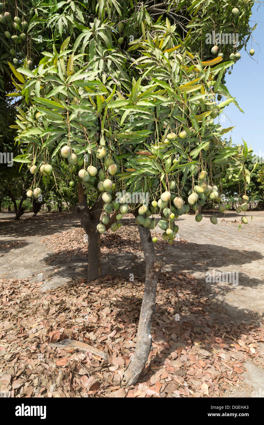 Mangos wachsen auf Bäumen eingebettet zwischen Cashew-Nuss-Bäume auf einer Cashew-Farm in der Nähe von Sokone, Senegal Stockfoto
