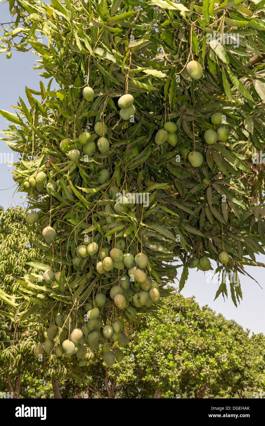 Mangos wachsen auf Bäumen eingebettet zwischen Cashew-Nuss-Bäume auf einer Cashew-Farm in der Nähe von Sokone, Senegal Stockfoto