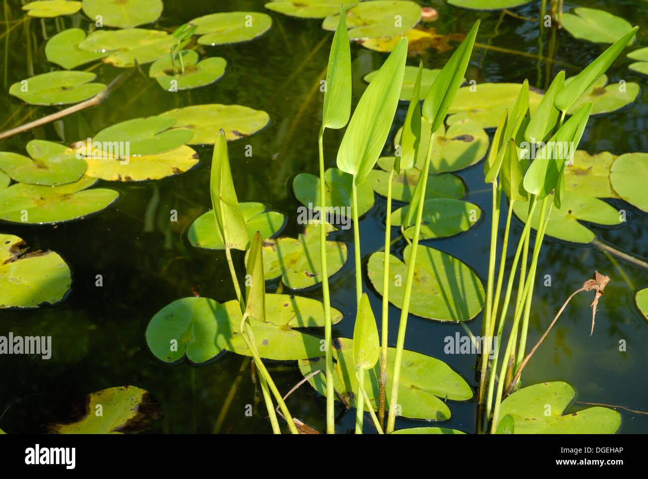 Seerosen in einem künstlichen Teich Stockfoto