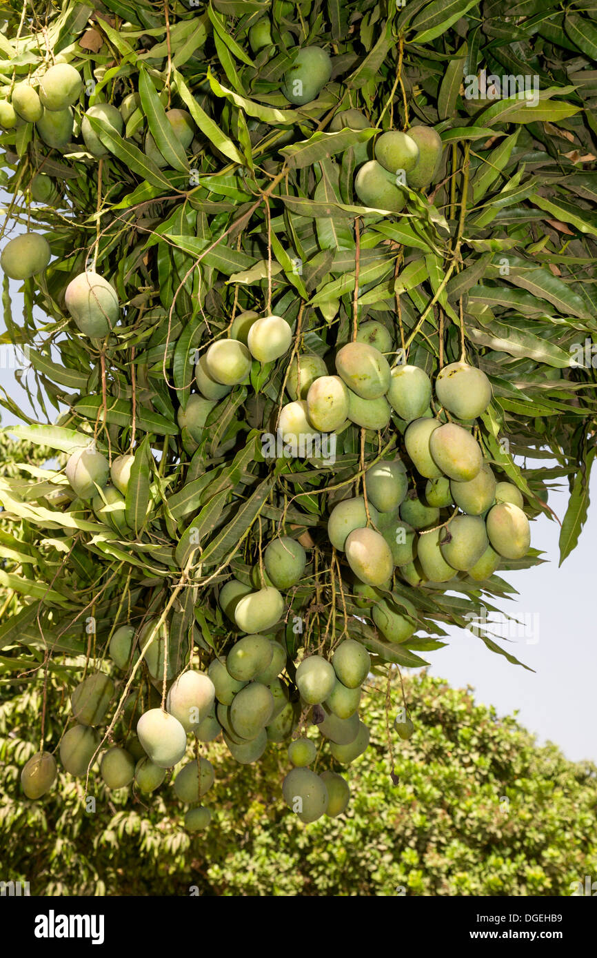Mangos wachsen auf Bäumen eingebettet zwischen Cashew-Nuss-Bäume auf einer Cashew-Farm in der Nähe von Sokone, Senegal Stockfoto