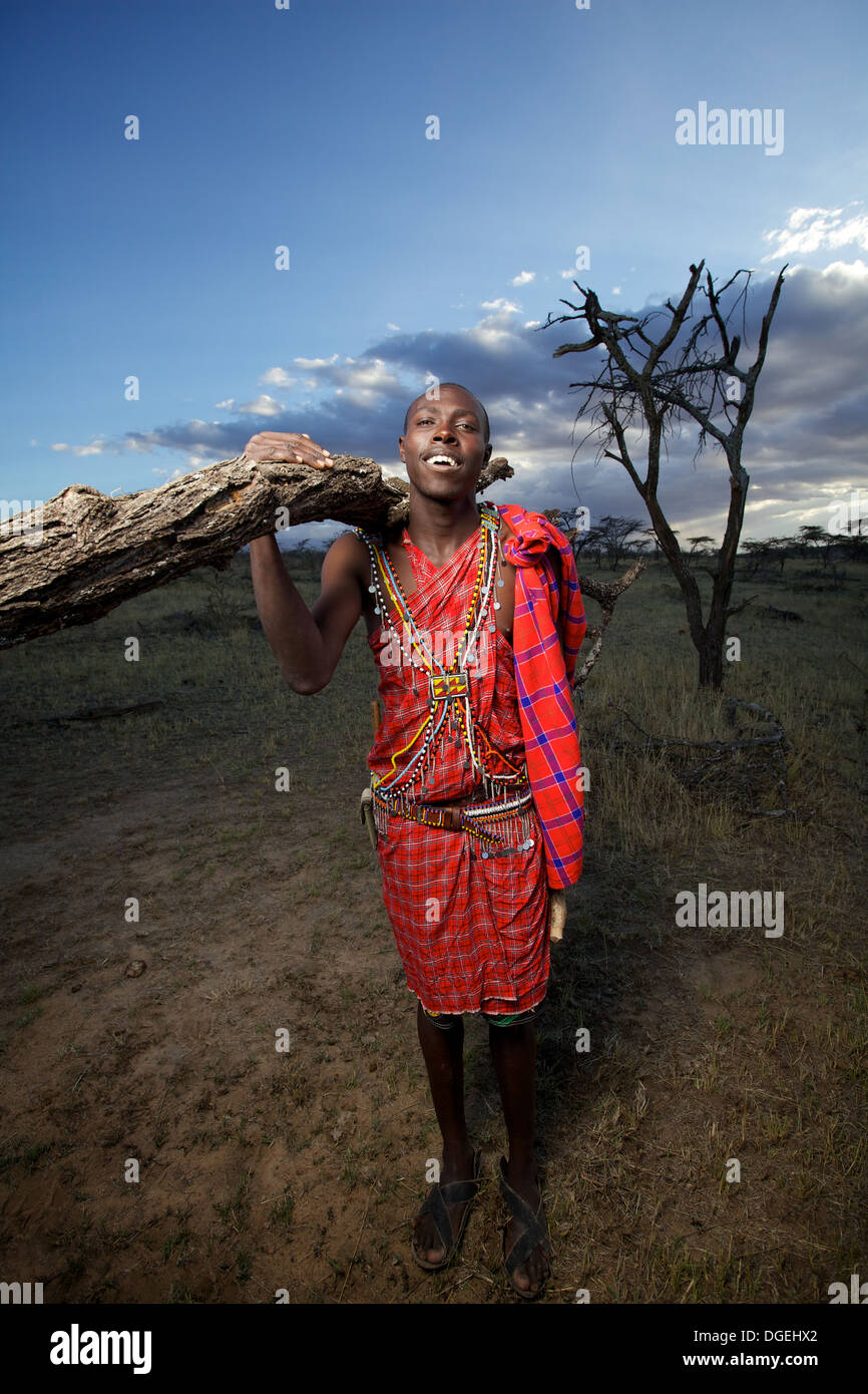 Maasai Mann sammeln von Holz als Brennstoff, Mara-Region, Kenia Stockfoto