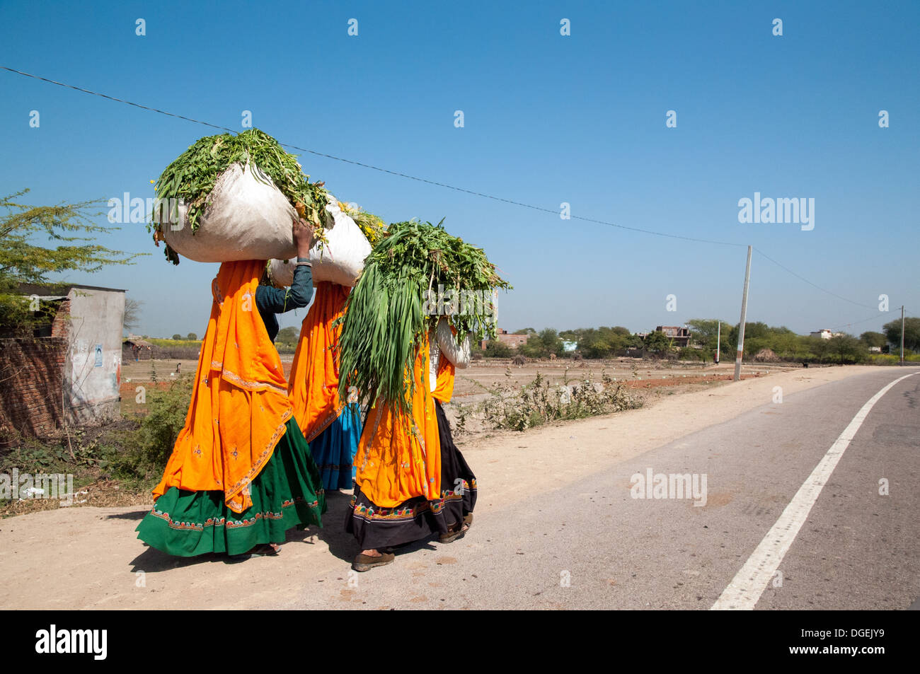 Drei bunte Rajasthani Frauen tragen schwere Lasten. Stockfoto