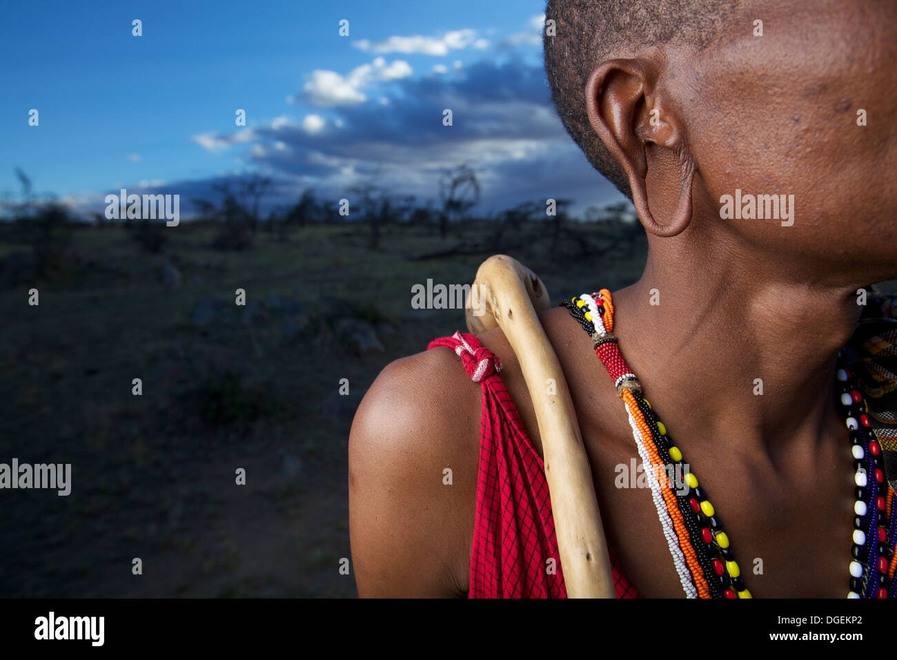 Nahaufnahme von Maasai Mann gedehnte Ohrläppchen, Mara-Region, Kenia Stockfoto