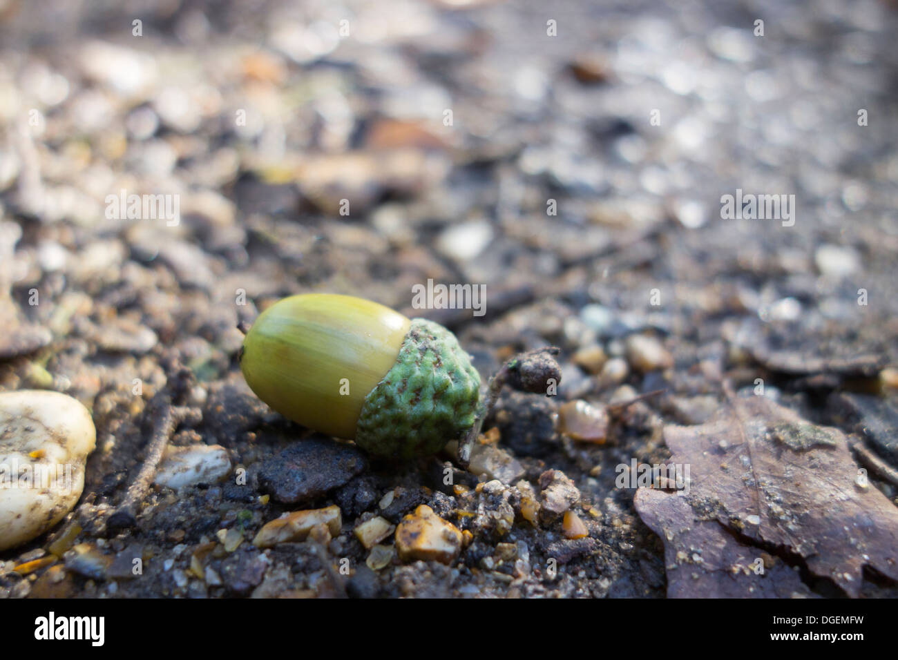 Eine Nahaufnahme von einer kleinen grünen Eichel auf dem Boden liegend. Stockfoto