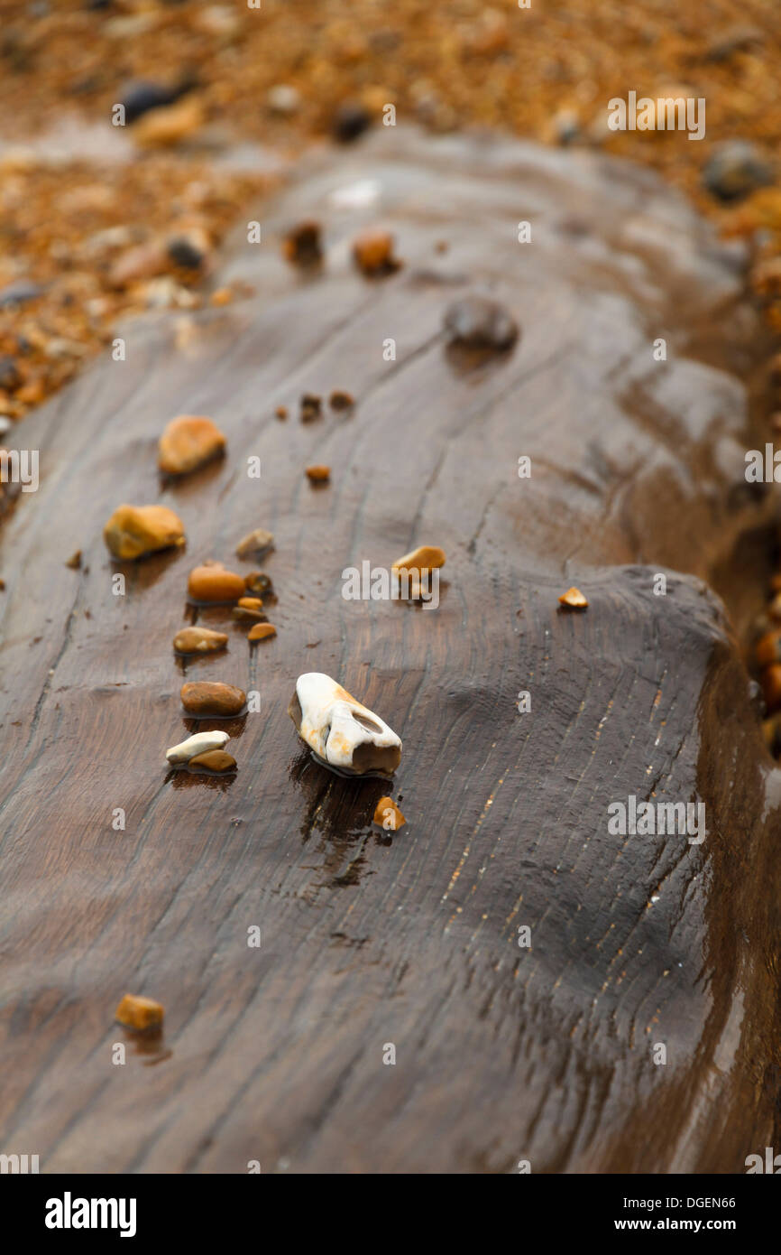 verwitterte rissige Treibholz Drift Holz Log Protokolle Balken Holzbalken auf einem nassen Stein Stein Kies Strand am Meer Meer in East Sussex Stockfoto