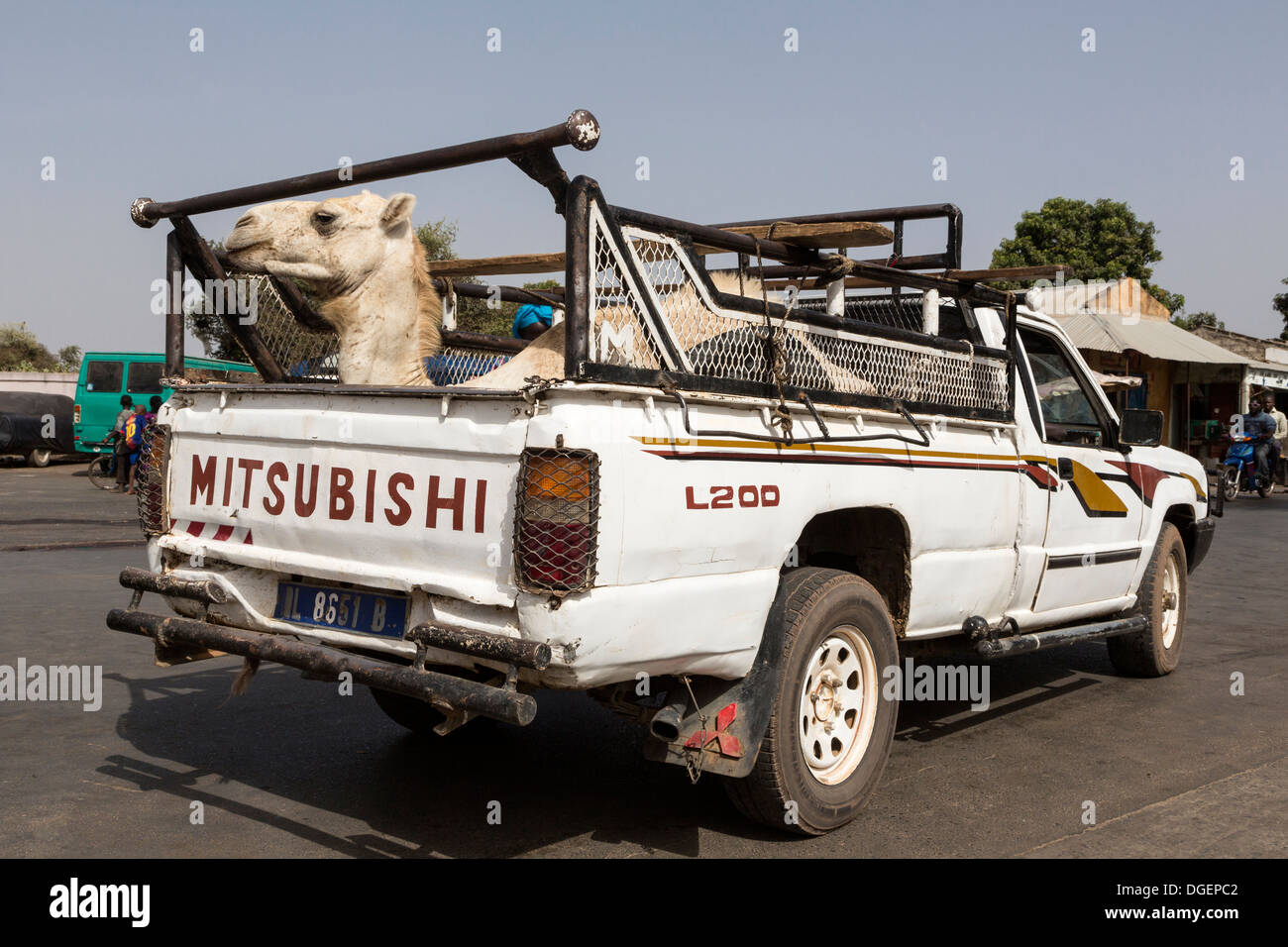 Kamel in Gambia Pickup-Truck, Senegal-Gambia Border Crossing, Fass Njaga Choi, North Bank Region transportiert werden. Stockfoto