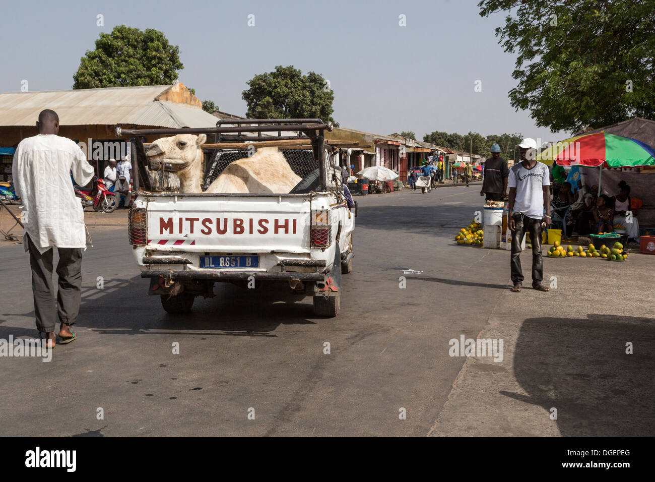 Kamel in Gambia Pickup-Truck, Senegal-Gambia Border Crossing, Fass Njaga Choi, North Bank Region transportiert werden. Stockfoto