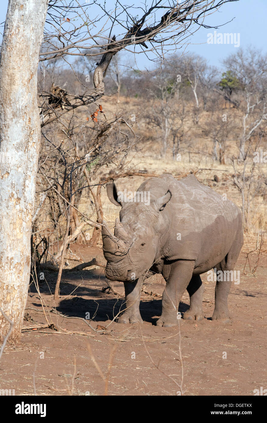 Breitmaulnashorn Rhinoceros (Ceratotherium Simum), in der wilden, Mosi Oa Tunya Nationalpark, Sambia Afrika Stockfoto