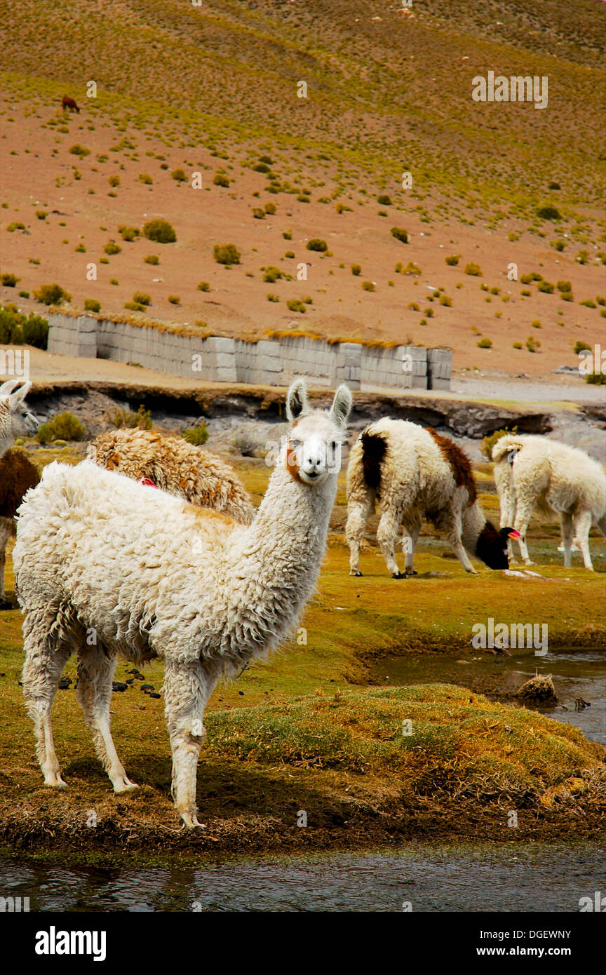 Weiße Lama in Region Süd Lipez, Bolivien Stockfoto