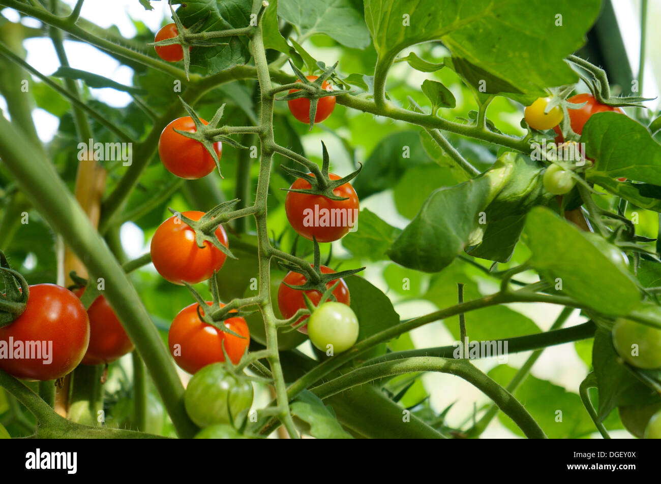 Tomatenpflanze mit roten und grünen Tomaten Stockfoto