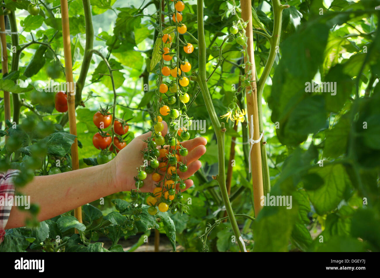 Gold Rush Cherry Tomatenpflanze Stockfoto