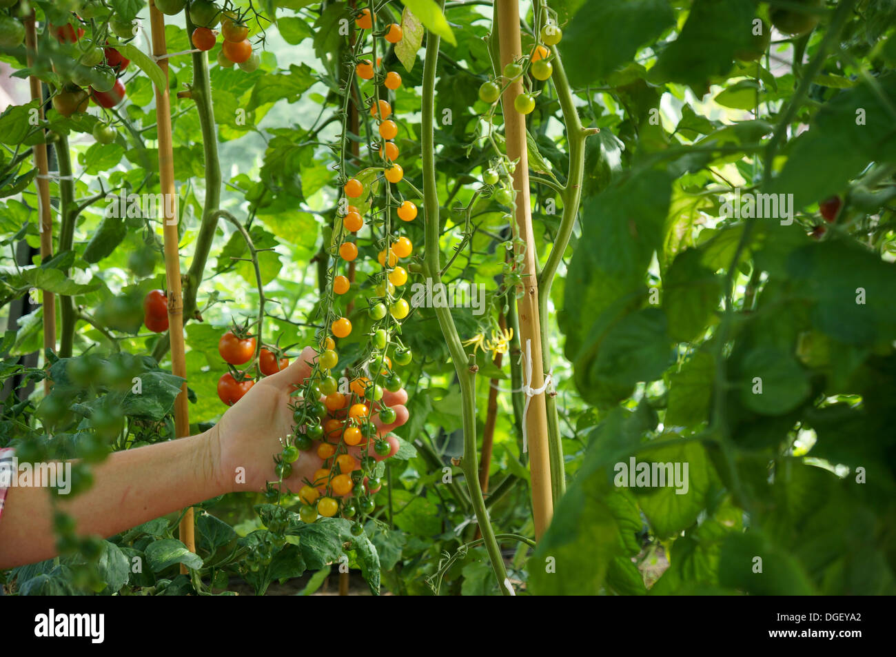 Gold Rush Cherry Tomatenpflanze Stockfoto