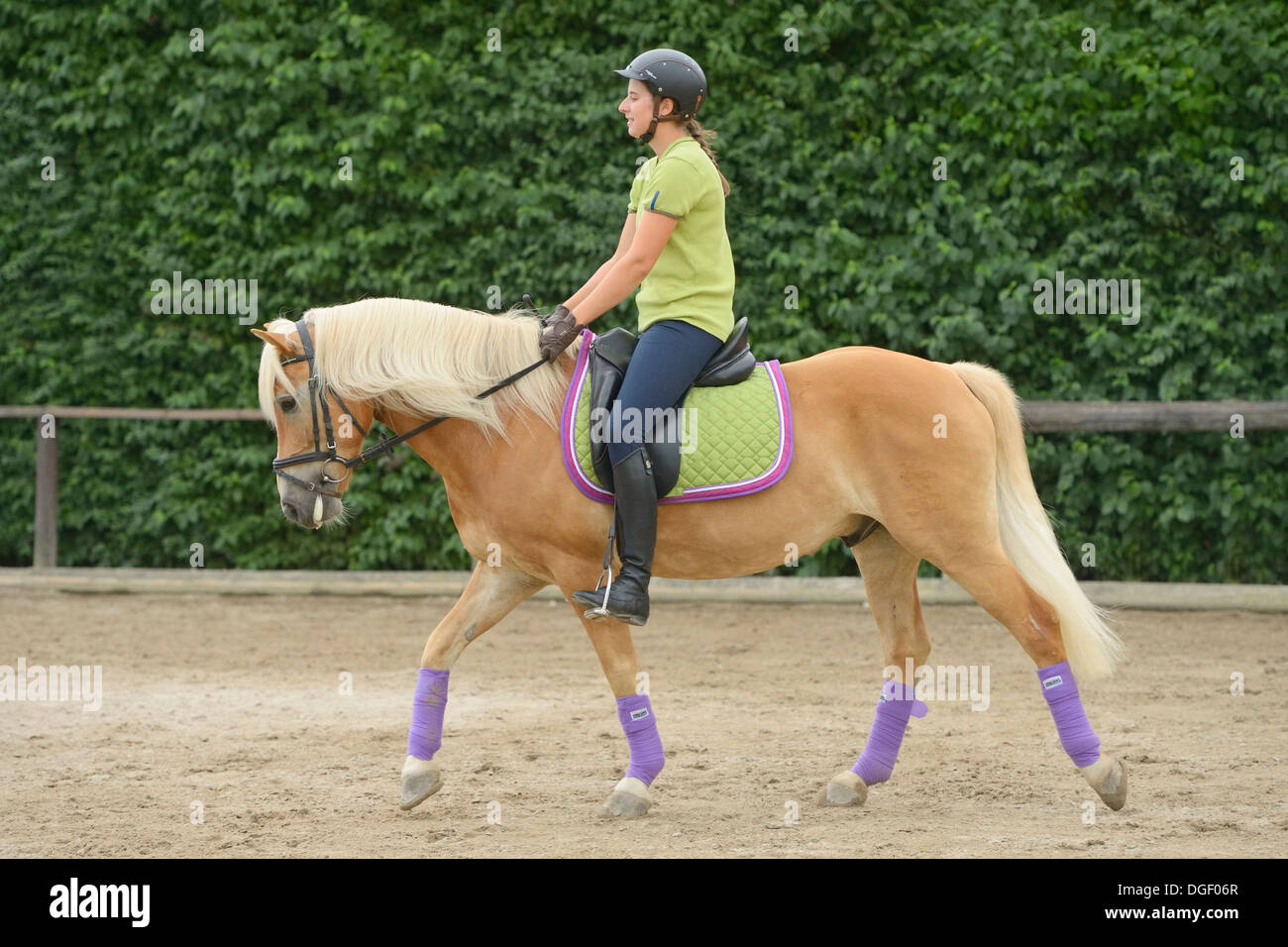 Junge Dressurreiterin auf Haflinger Pferd geht zu Fuß Stockfotografie ...