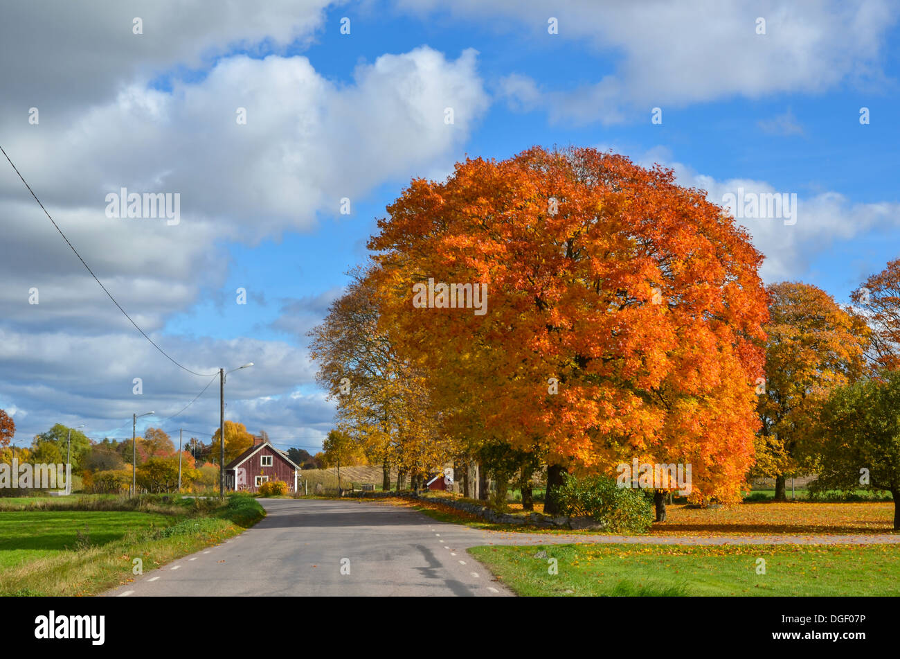 Ein großer Ahorn in Herbstfarben am Straßenrand in einem kleinen schwedischen Dorf Stockfoto