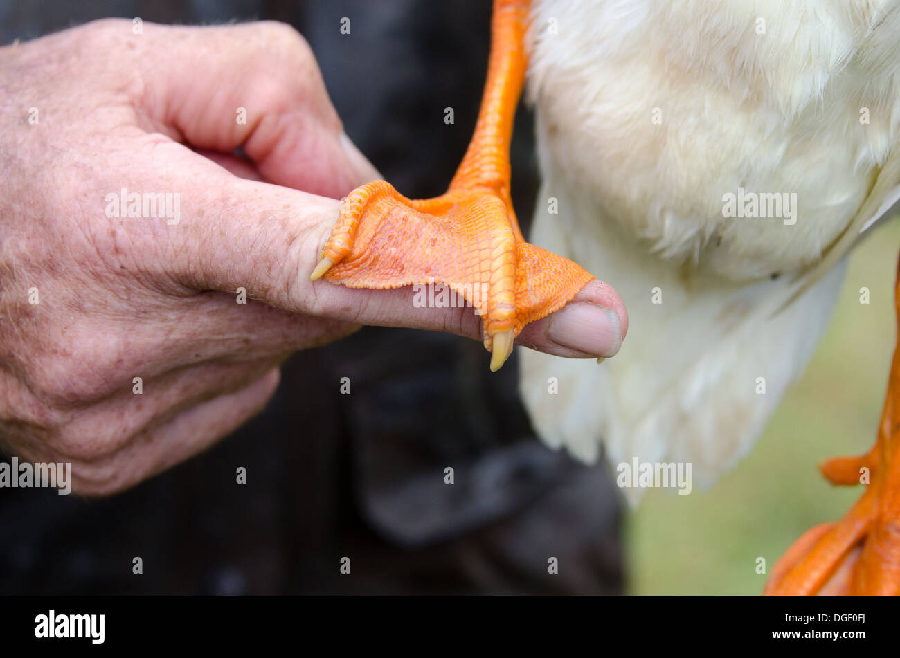 Nahaufnahme der Gans Fuß ruht auf Mannes Finger, zeigt Detail Gurtband und Textur. Stockfoto