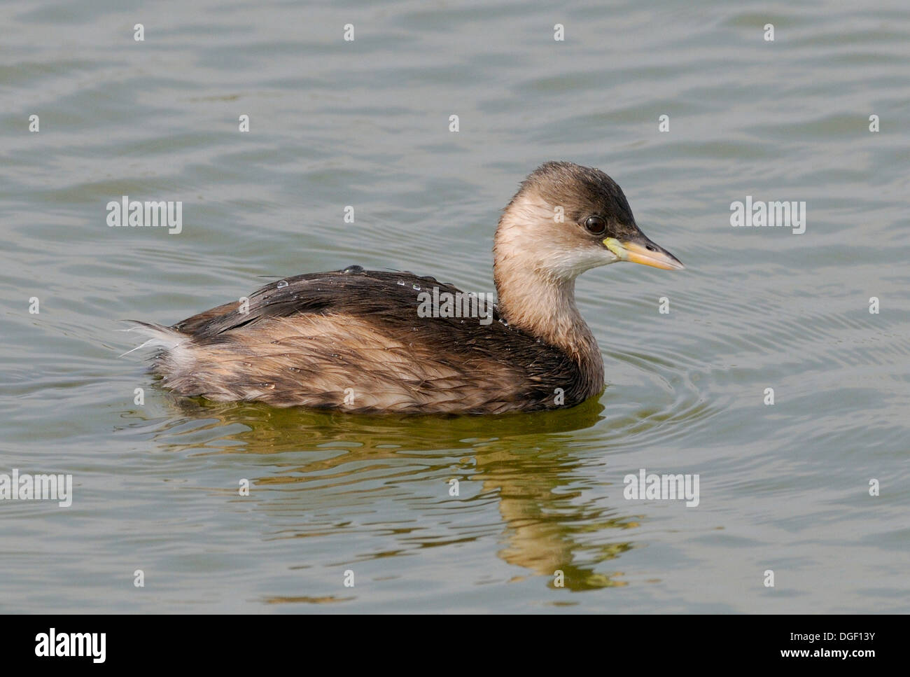 Wenig Grebe (Tachybaptus Ruficollis), Dabchick, im Winterkleid. Roggen-Hafen-Naturschutzgebiet, Roggen Hafen Stockfoto