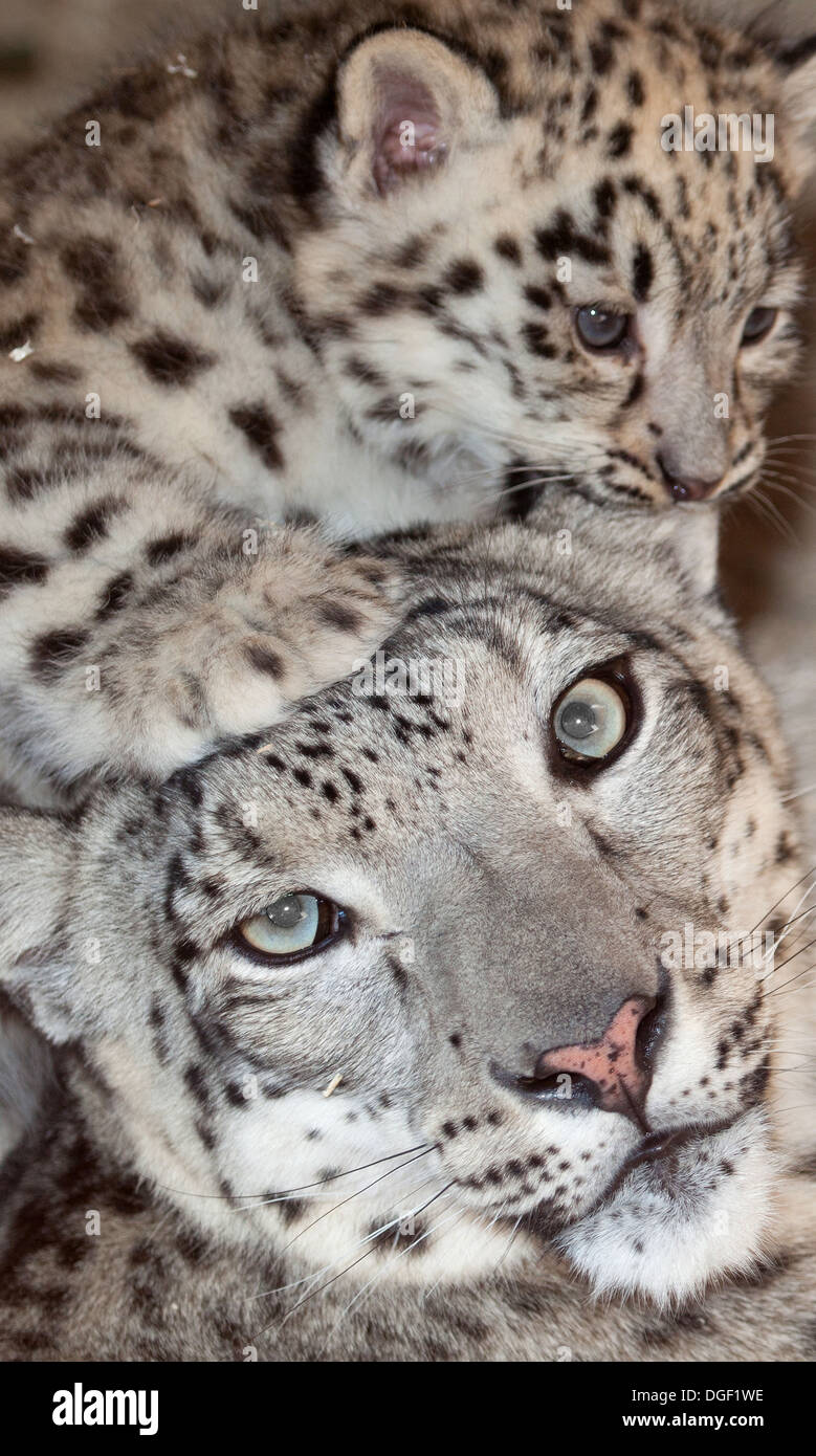 Snow Leopard baby Stockfoto