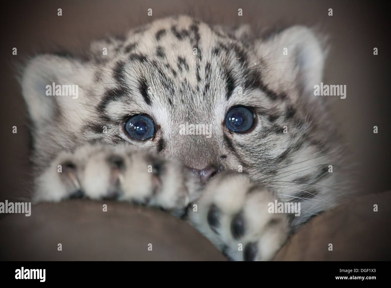 Baby Snow Leopard Stockfoto