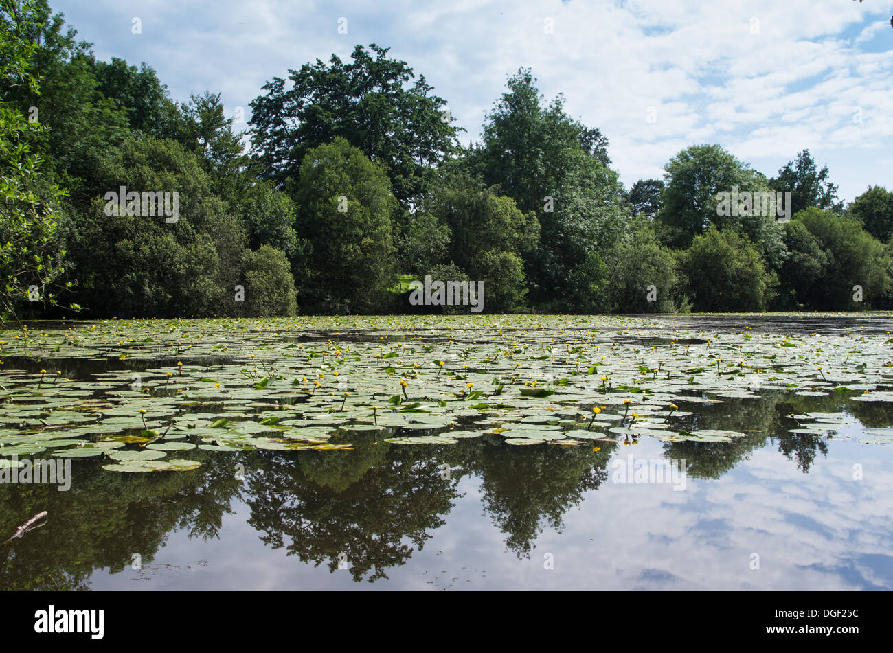 Gelbe Seerosen in den See in der Battle Abbey Stockfoto