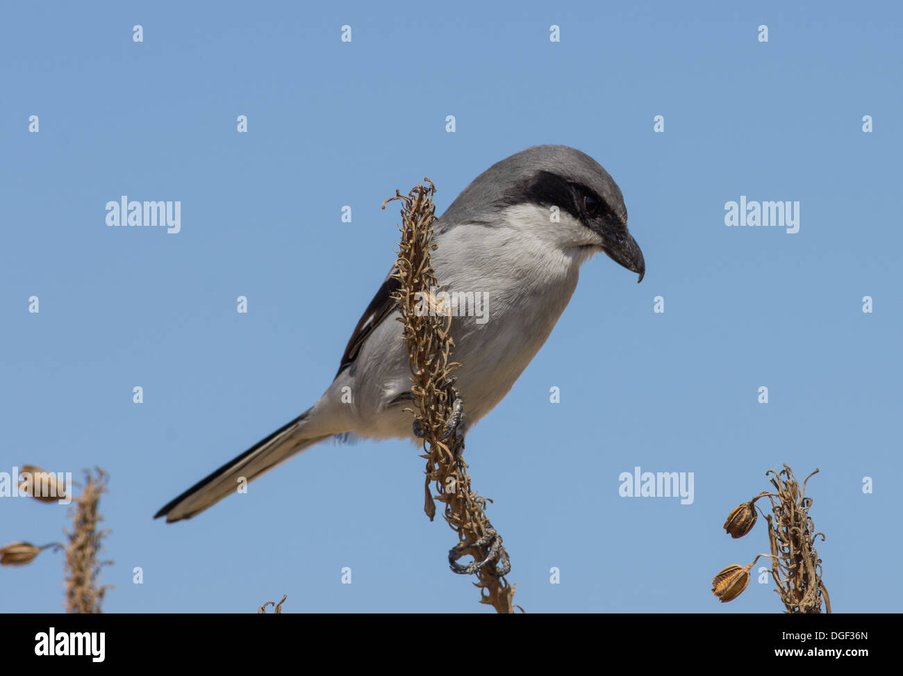 Eine Wüste Grey Shrike Lanius Elegans thront auf einem Ast Stockfoto