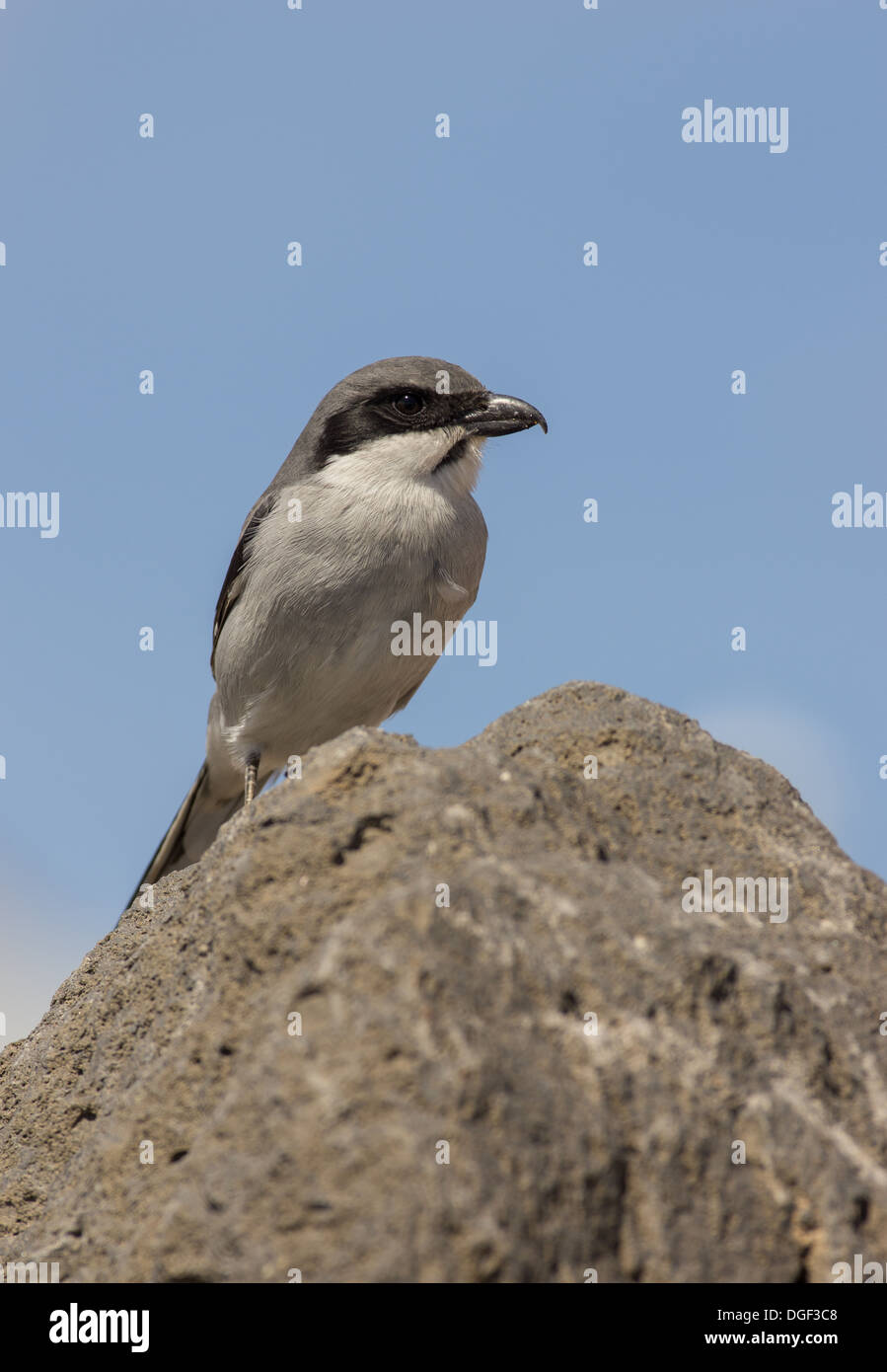Eine Wüste Grey Shrike Lanius Elegans thront auf einem Felsen Stockfoto