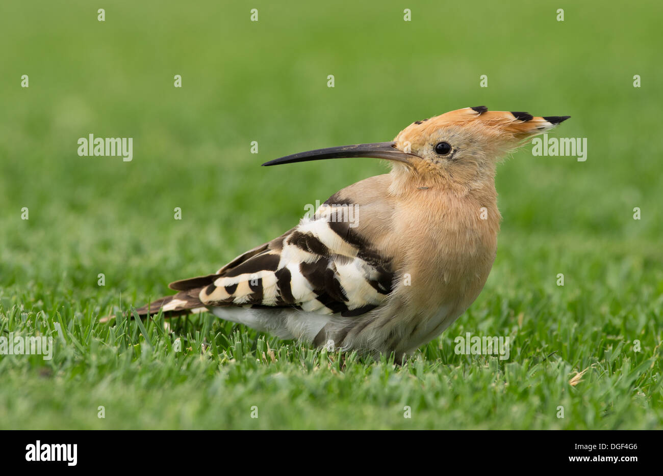 Wiedehopf auf Rasen Stockfoto