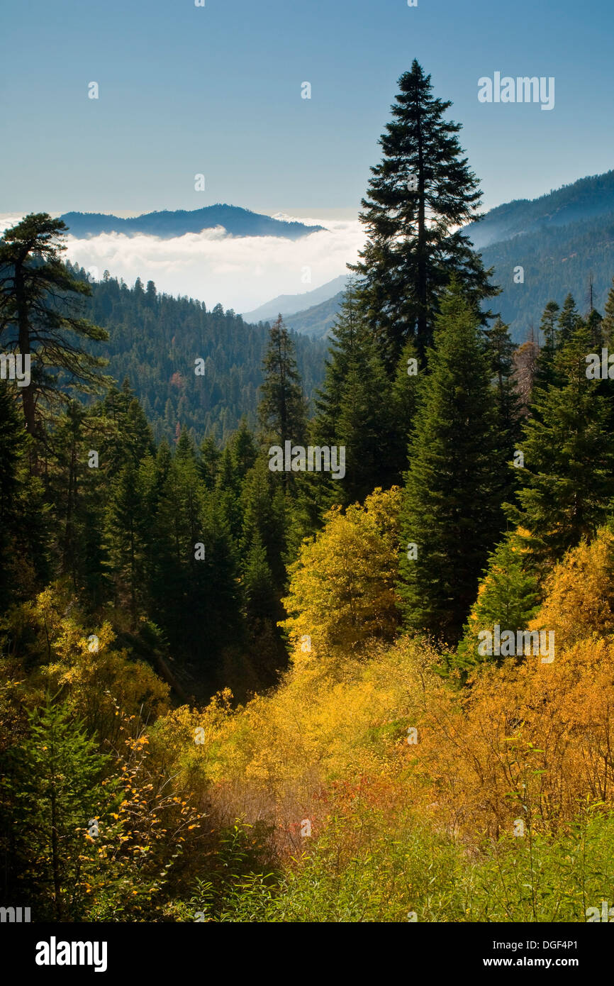 Mineral King, Sequoia Nationalpark, Kalifornien Stockfoto