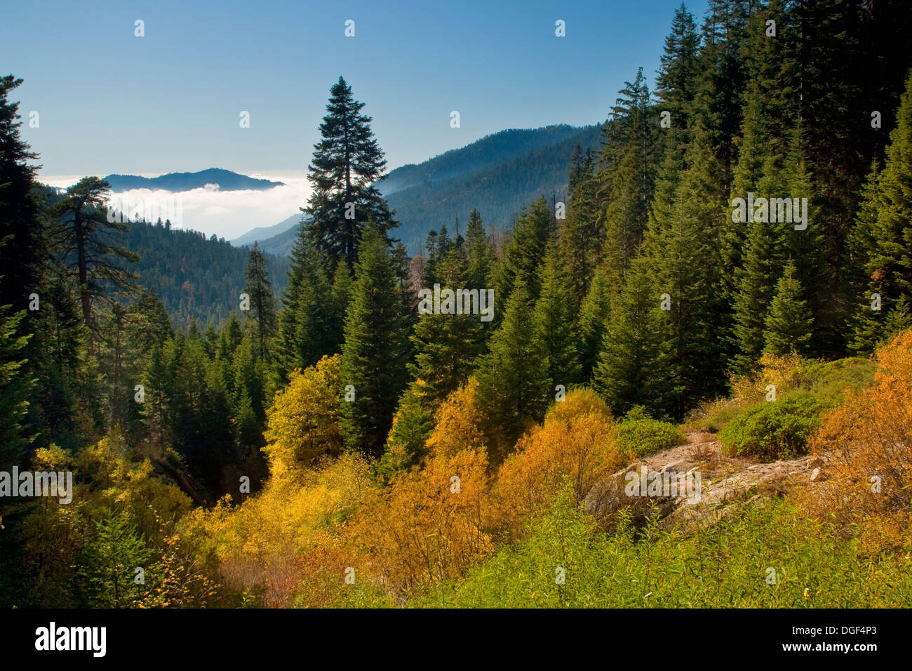 Mineral King, Sequoia Nationalpark, Kalifornien Stockfoto