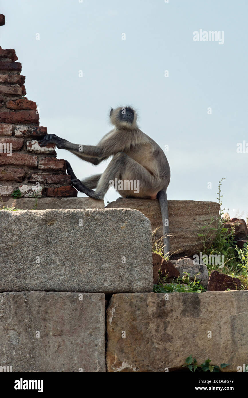 Graue Languren Affen an der Wand der Royal Enclosure, Champaner, Gujarat, Indien Stockfoto