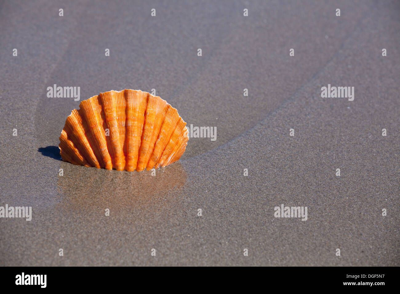 Orange Lion Paw Jakobsmuschel in Sand-Strand mit textfreiraum im rechten Teil des Bildes fest Stockfoto