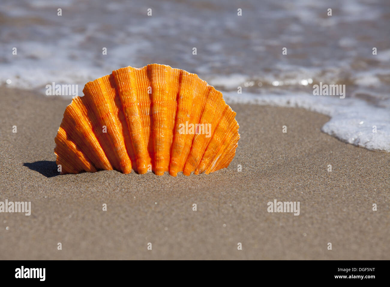 Orange Lion Paw Jakobsmuschel fest im Sand Beach und im Hintergrund fließt Meerwasser mit textfreiraum im rechten Teil des Bildes Stockfoto