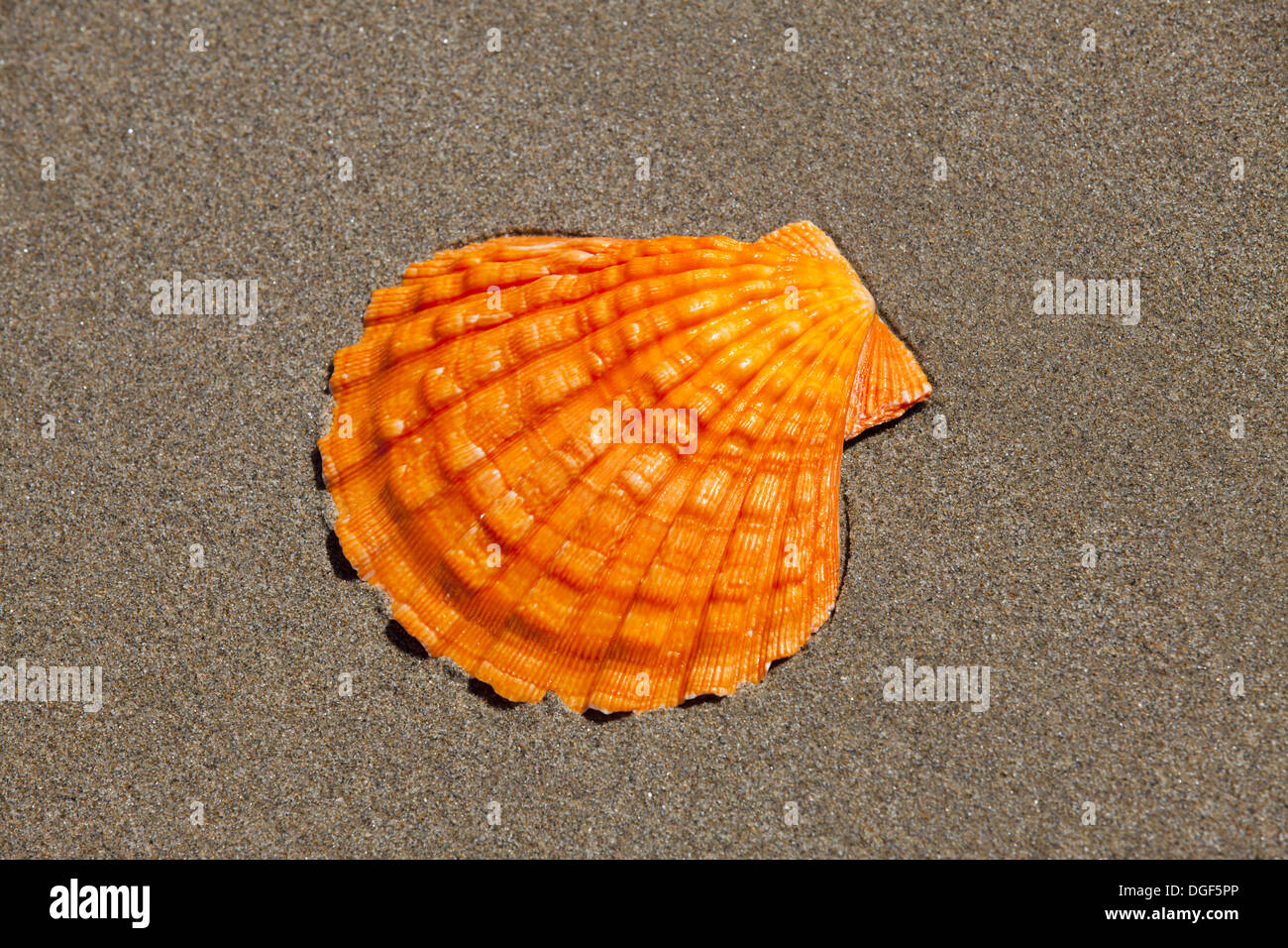 Orange Lion Paw Jakobsmuschel liegt flach im Sand am Strand mit textfreiraum rund um die Muschel Stockfoto