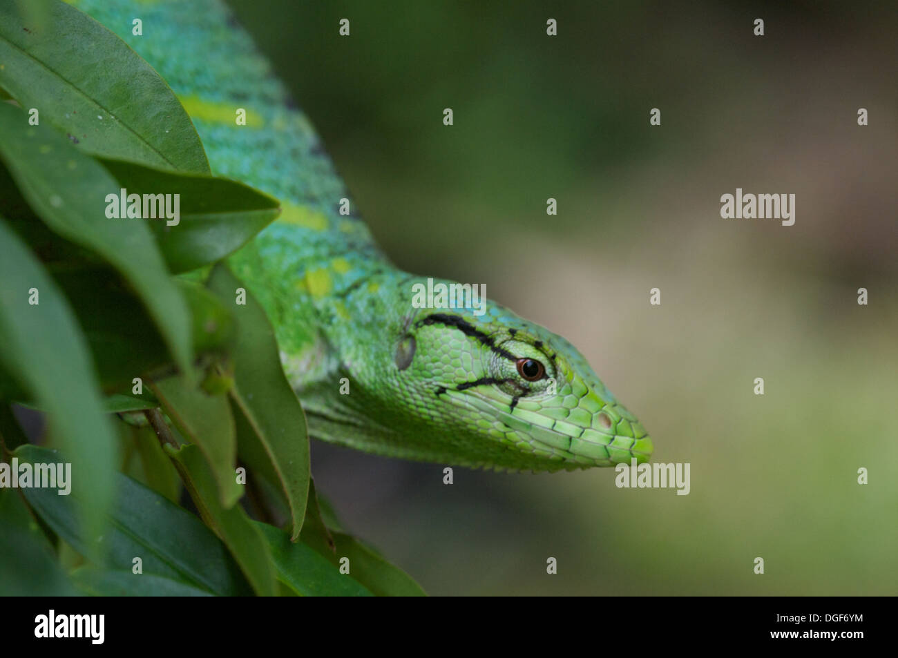 Eine gemeinsame Affe Eidechse (Polychrus Marmoratus) in den Amazonas-Regenwald in Loreto, Peru. Stockfoto