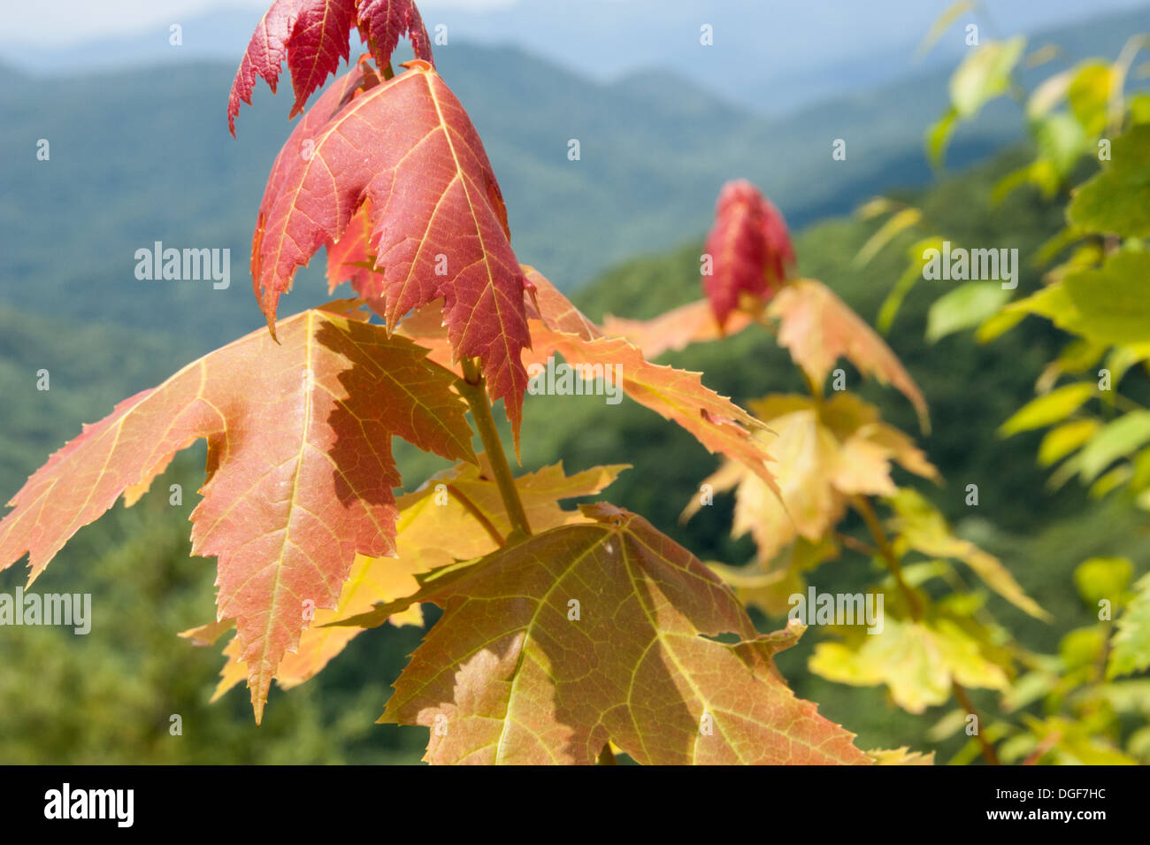 Farbenfroh wechselnde Blätter in den Blue Ridge Mountains in der Nähe des Appalachian Trail im Norden Georgiens. (USA) Stockfoto