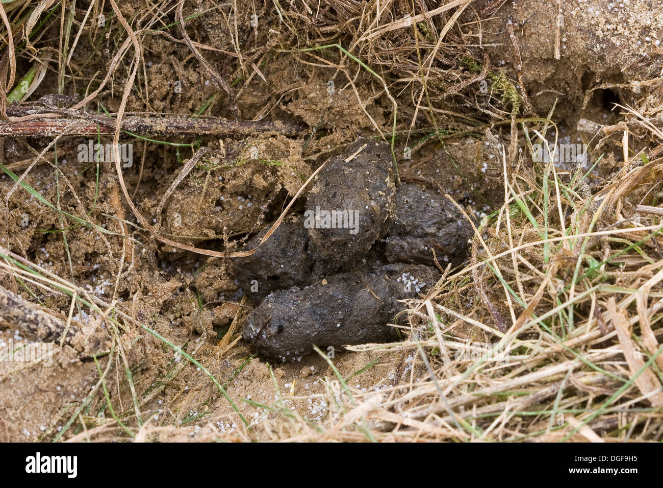 Dachs, Brock, Schmutz, Kot, Exkremente, Fäkalien, Dachs, Solucao, Kot in der Latrine, Europäischer Dachs, Meles Meles, Blaireau Stockfoto