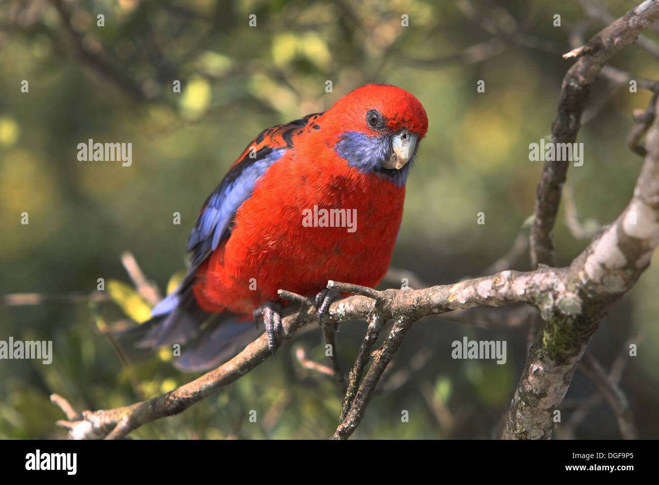 Pennantsittich (Platycercus Elegans). Queensland, Australien. Stockfoto