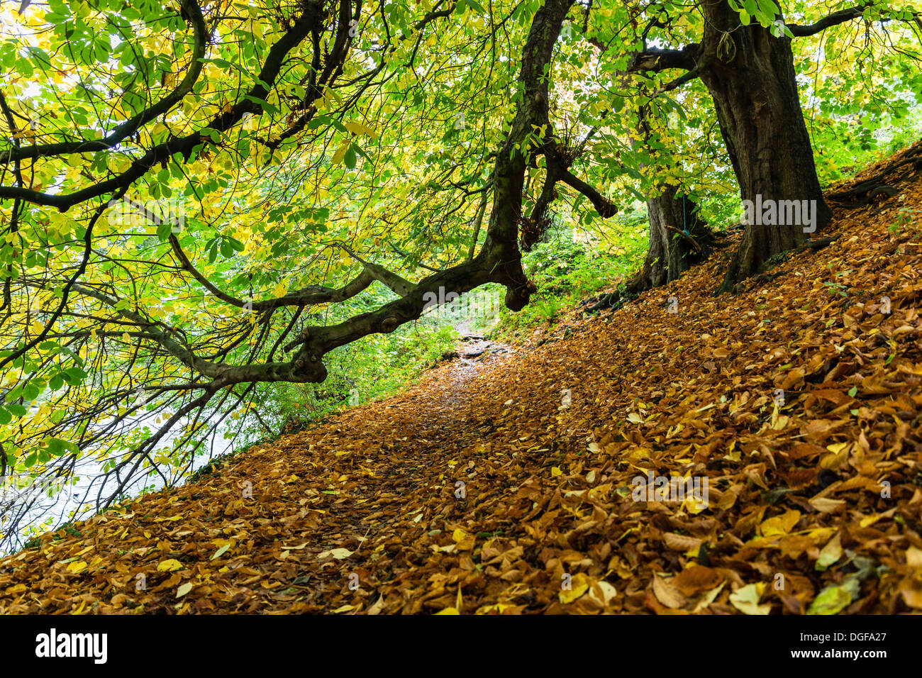 Herbst (Herbst) in Addingham, West Yorkshire (Großbritannien) Stockfoto
