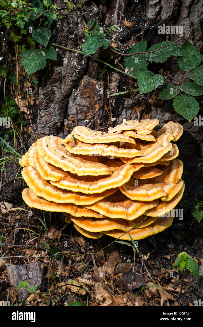 Baum Pilz Pilze am Wegesrand, Vereinigtes Königreich Stockfoto