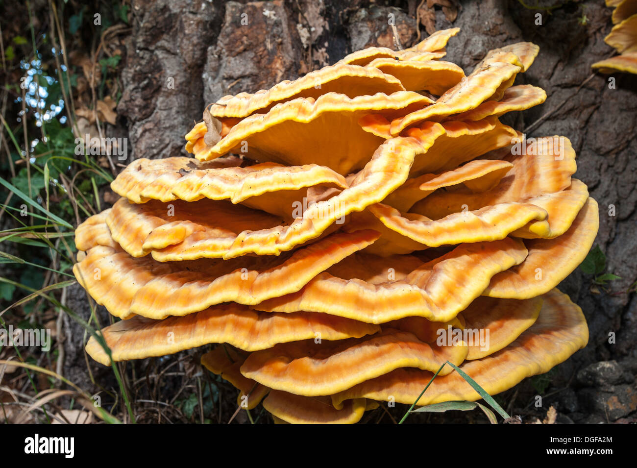 Baum Pilz Pilze am Wegesrand, Vereinigtes Königreich Stockfoto