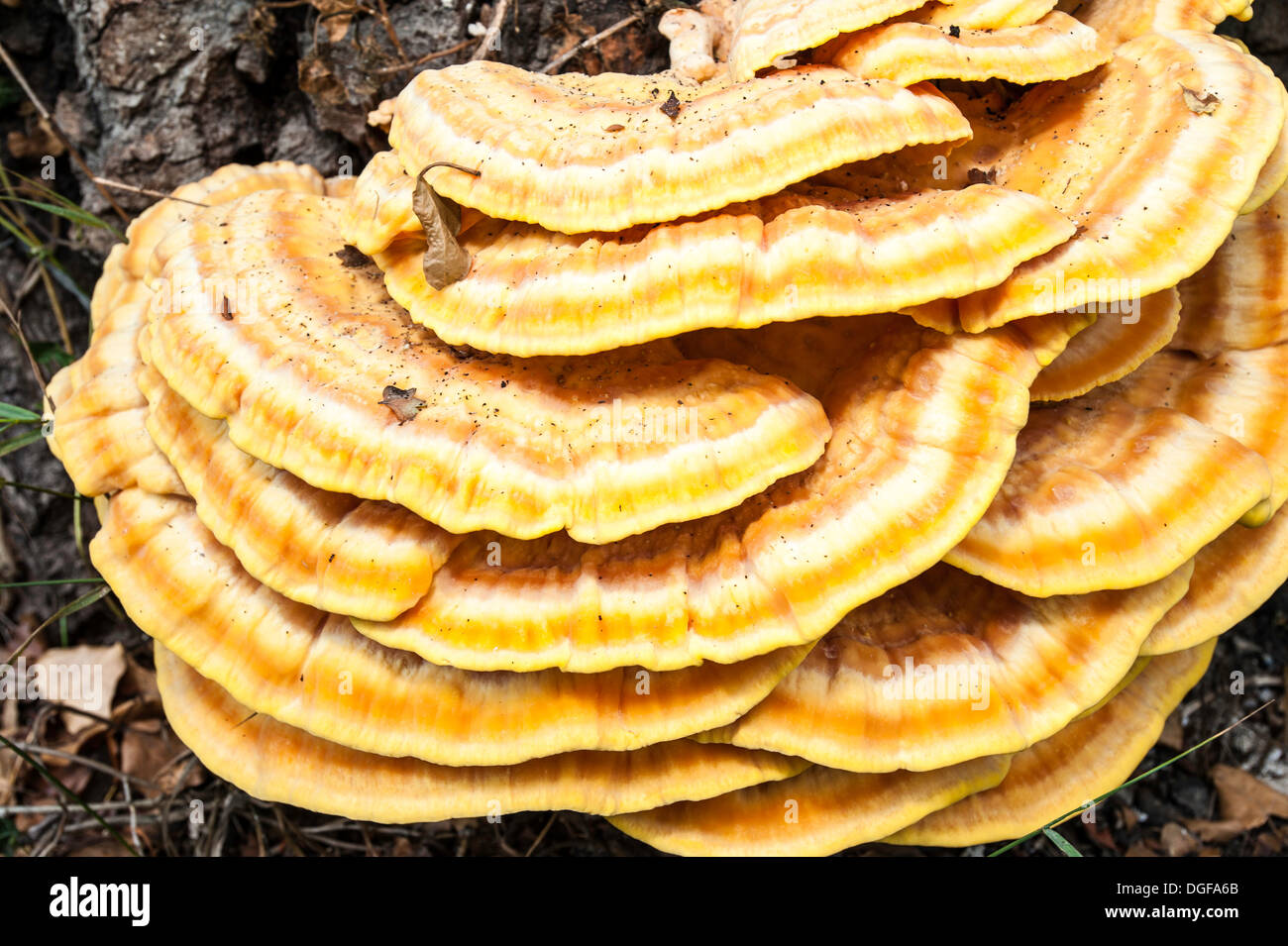 Baum Pilz Pilze am Wegesrand, Vereinigtes Königreich Stockfoto