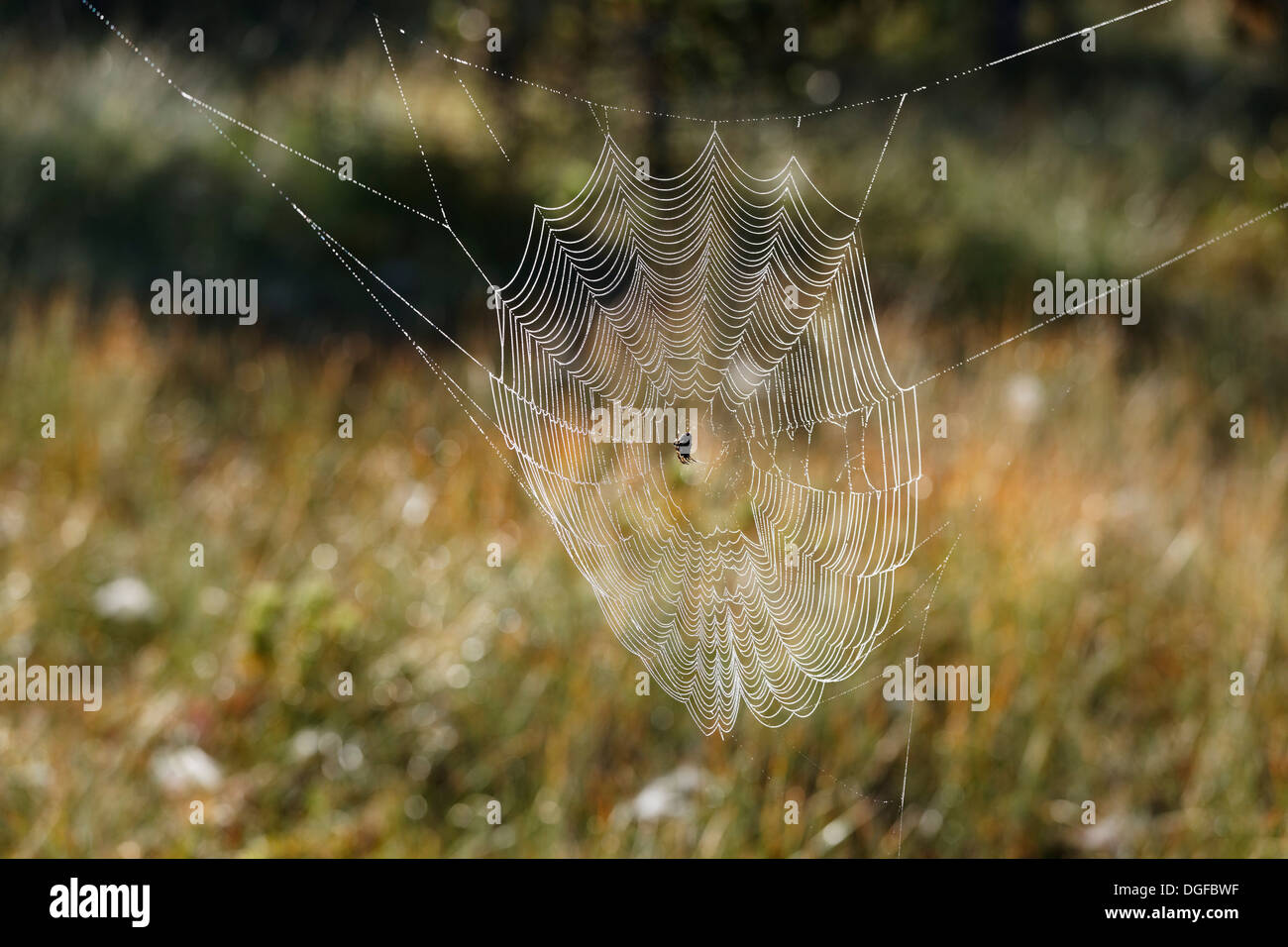 Europäische Kreuzspinne oder Cross Orbweaver (Araneus Diadematus) in einer Region, Web, Steingaden, Pfaffenwinkel, Oberbayern Stockfoto