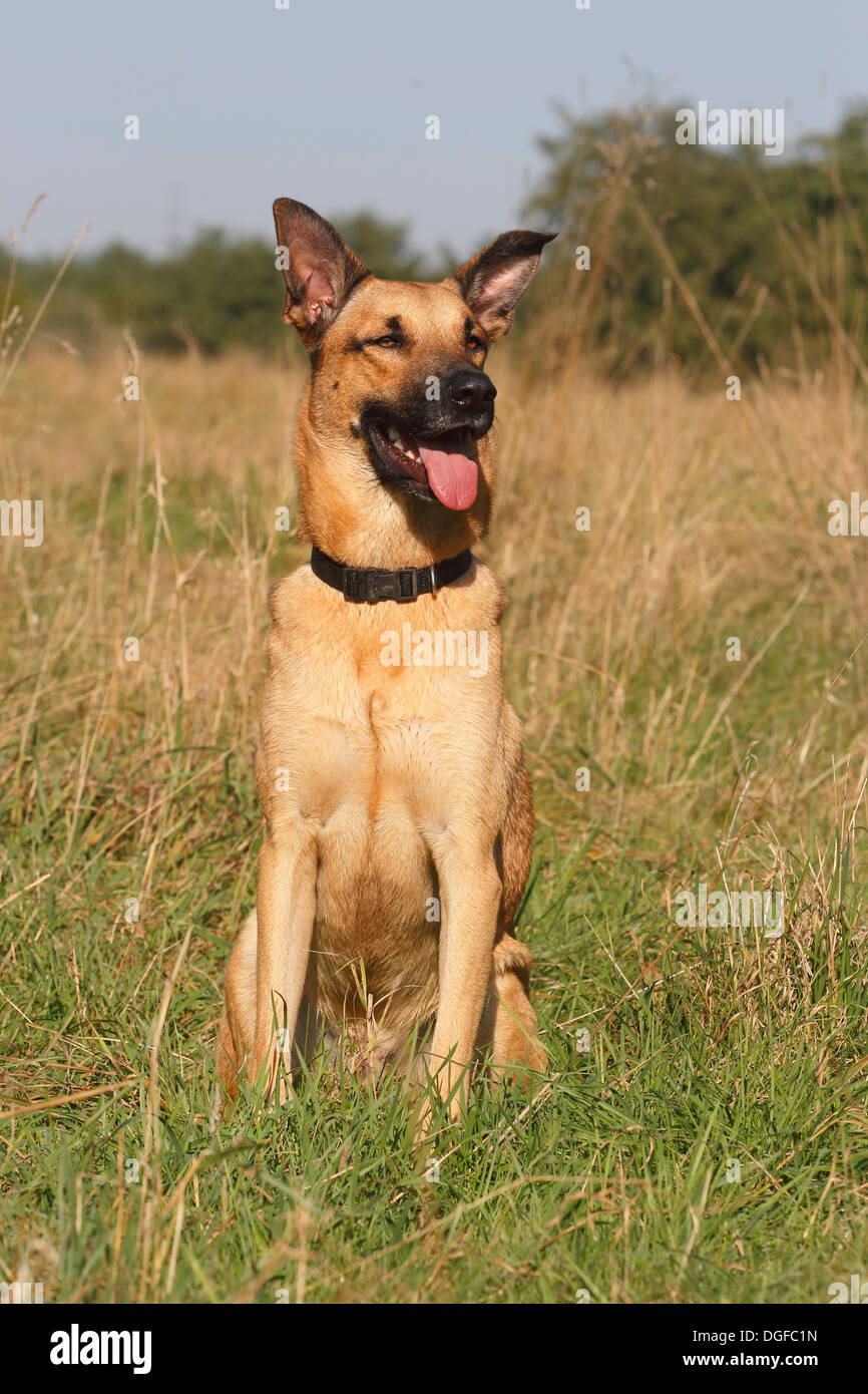 Deutscher Schäferhund Mischling sitzen in hohe Gräser Stockfoto